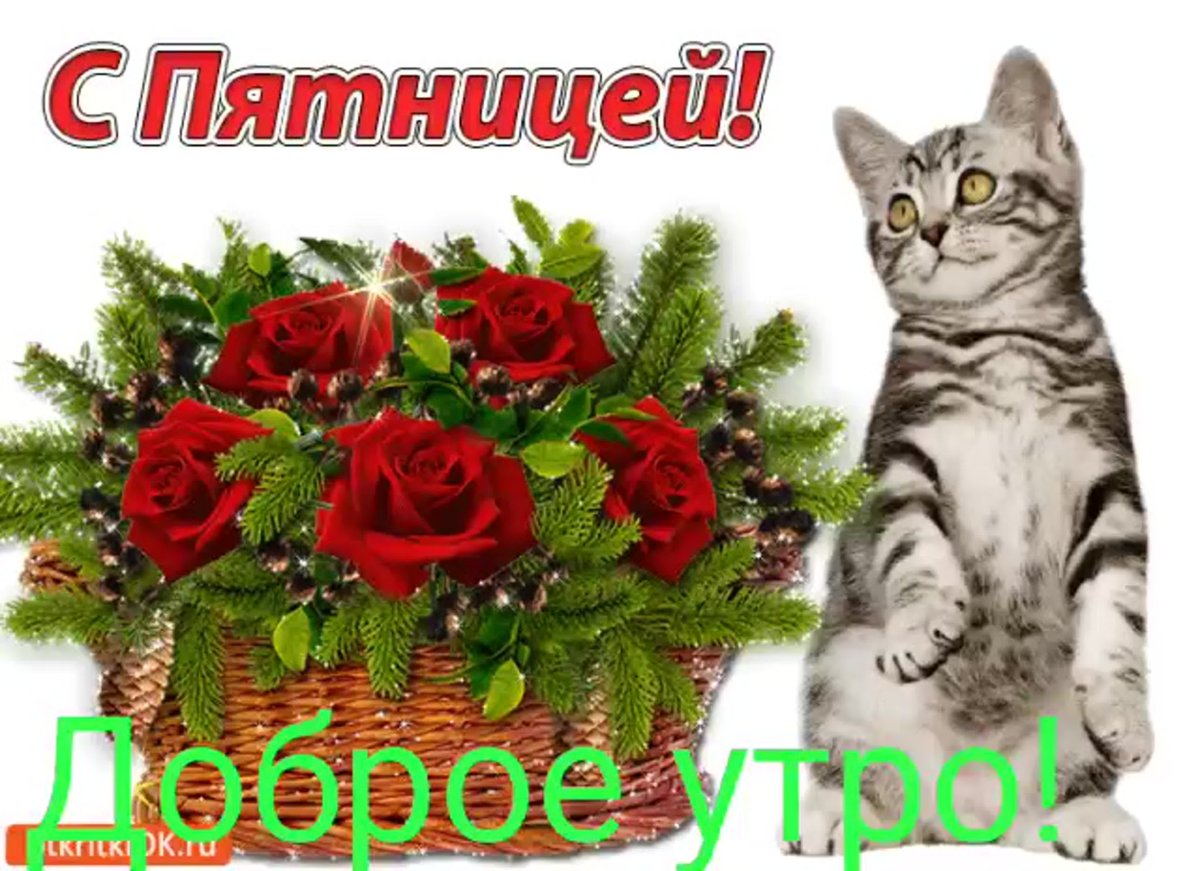 Открытки с добрым утром пятницы
