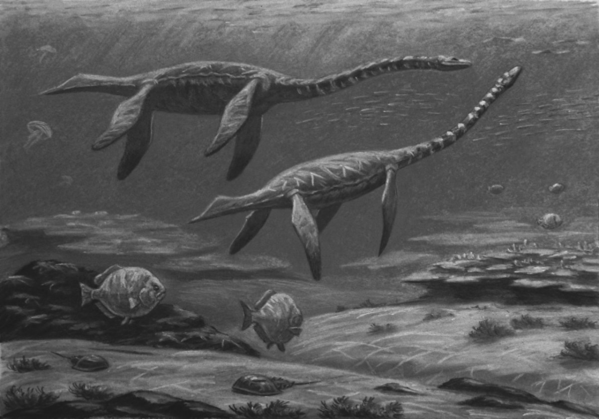 Plesiosaurus dolichodeirus