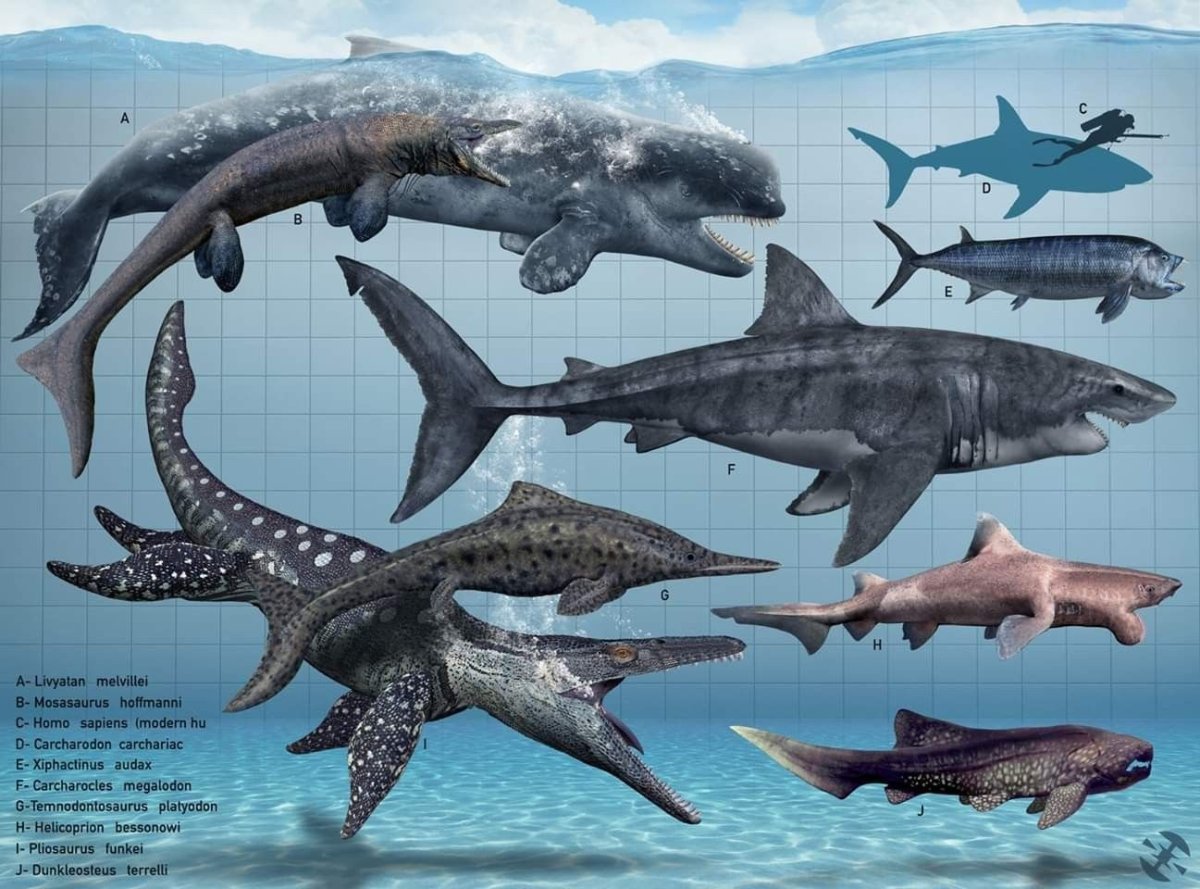 ДУНКЛЕОСТЕЙ геликоприон