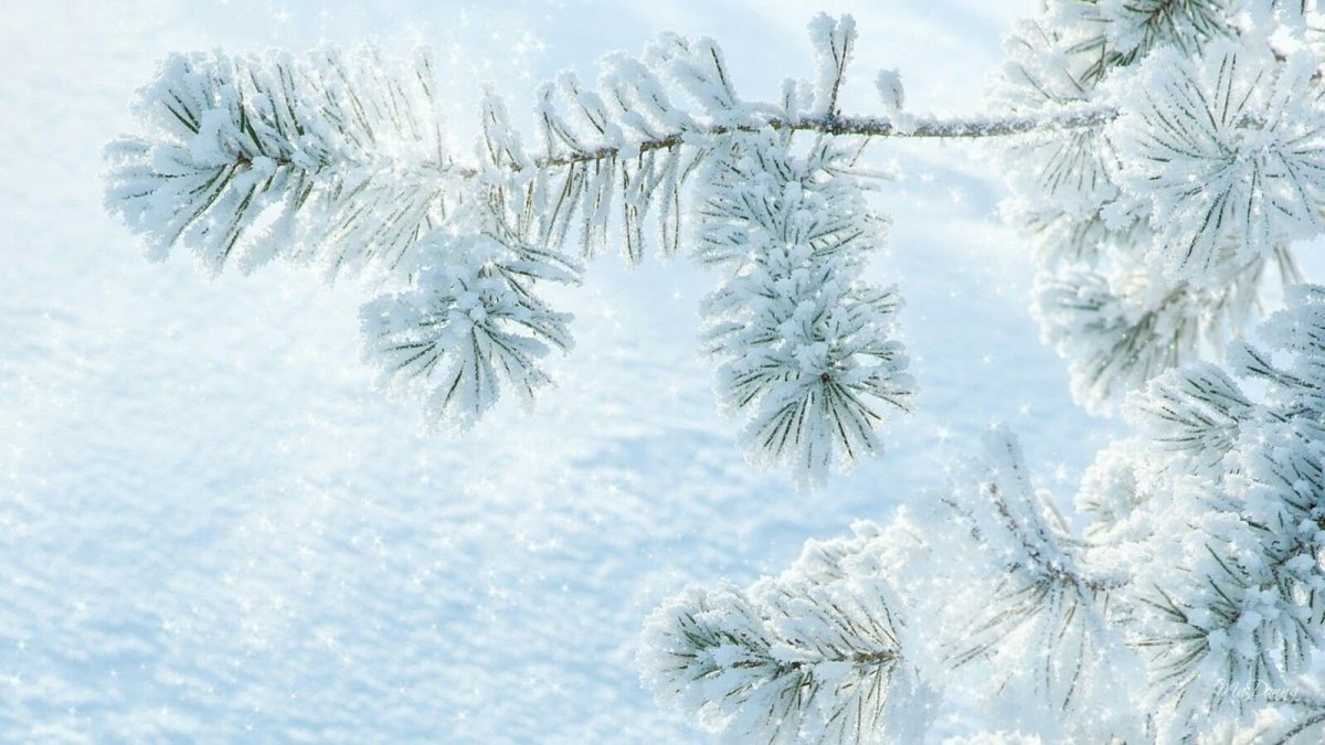 Заснеженная ветка