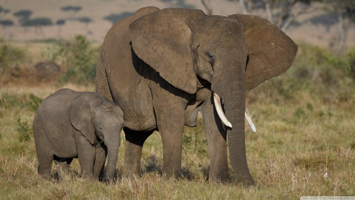 Слон вид сбоку и спереди