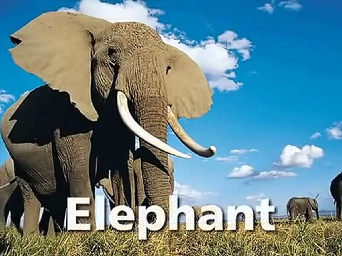 ВАЛАКАС слон