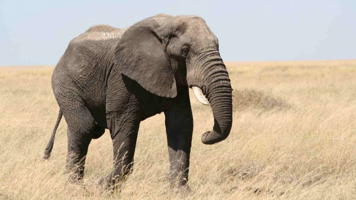 Слоны и пальмы