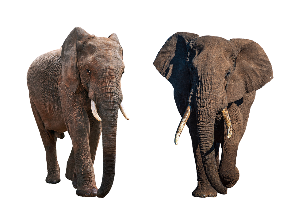 Приспособление слонов к окружающей среде