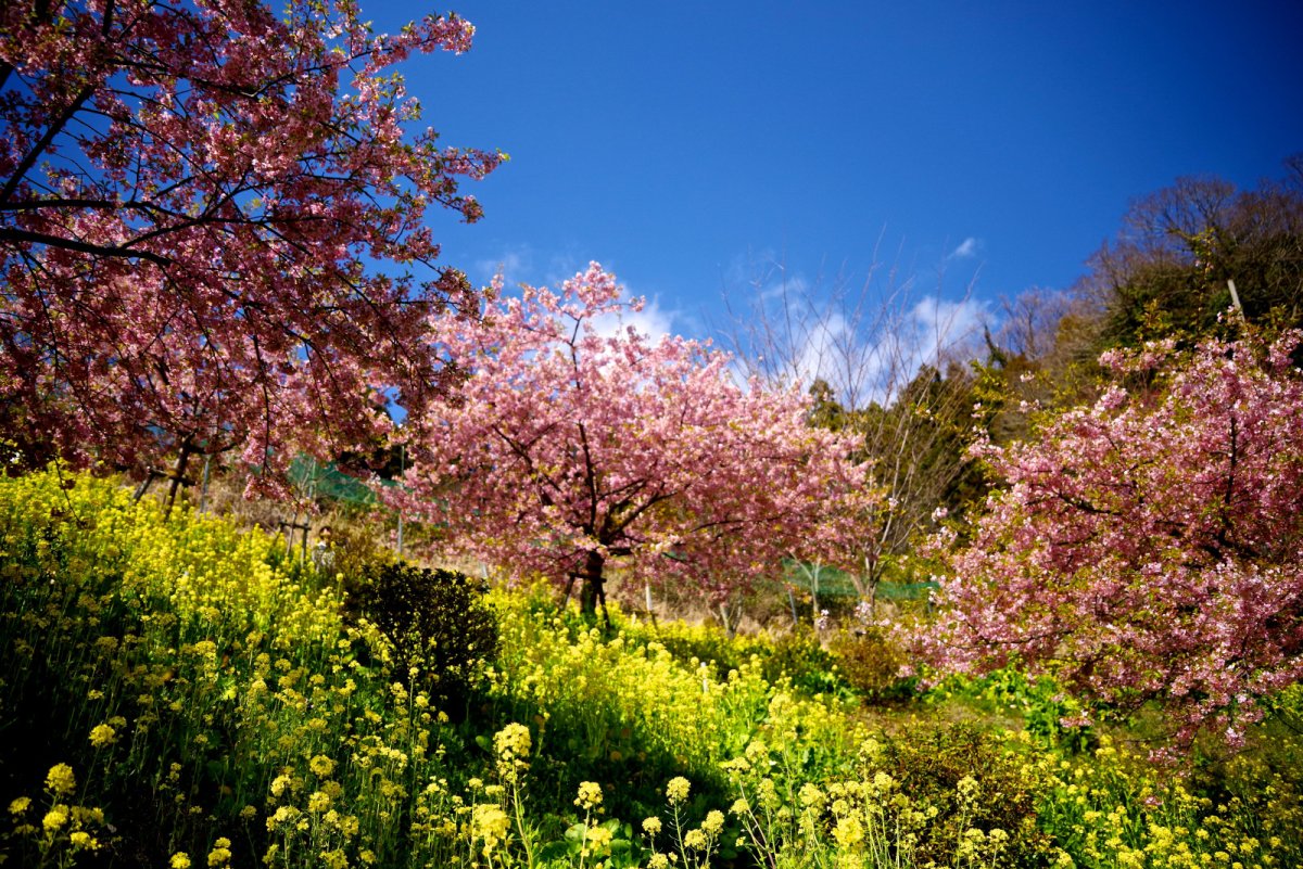 Весеннее цветение деревьев