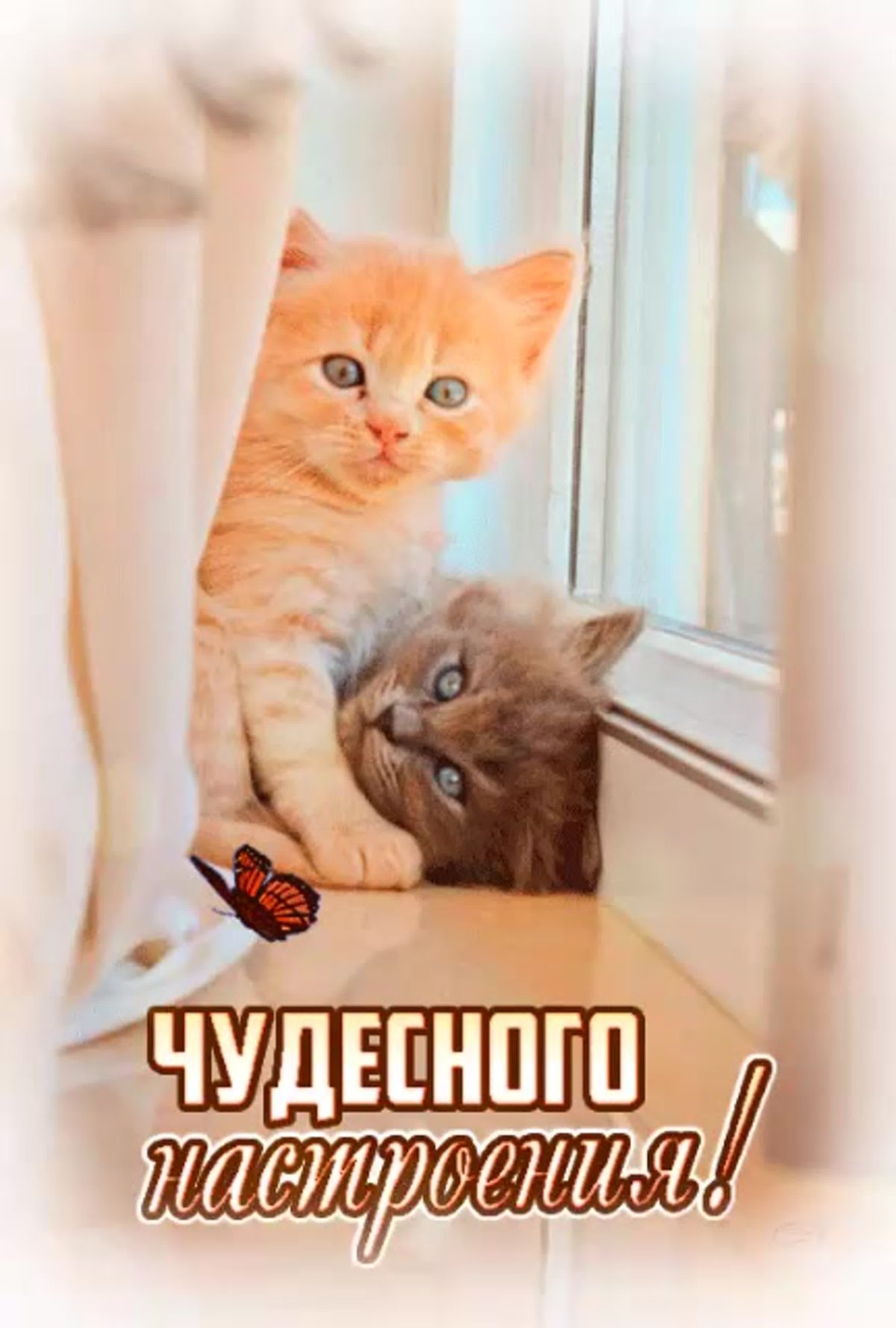 Хорошего дня кошечка