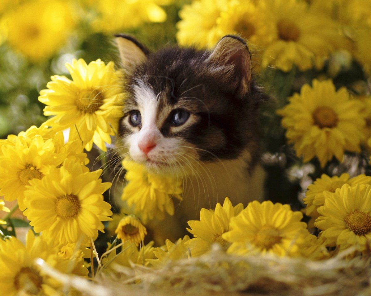 Прекрасного солнечного дня с животными