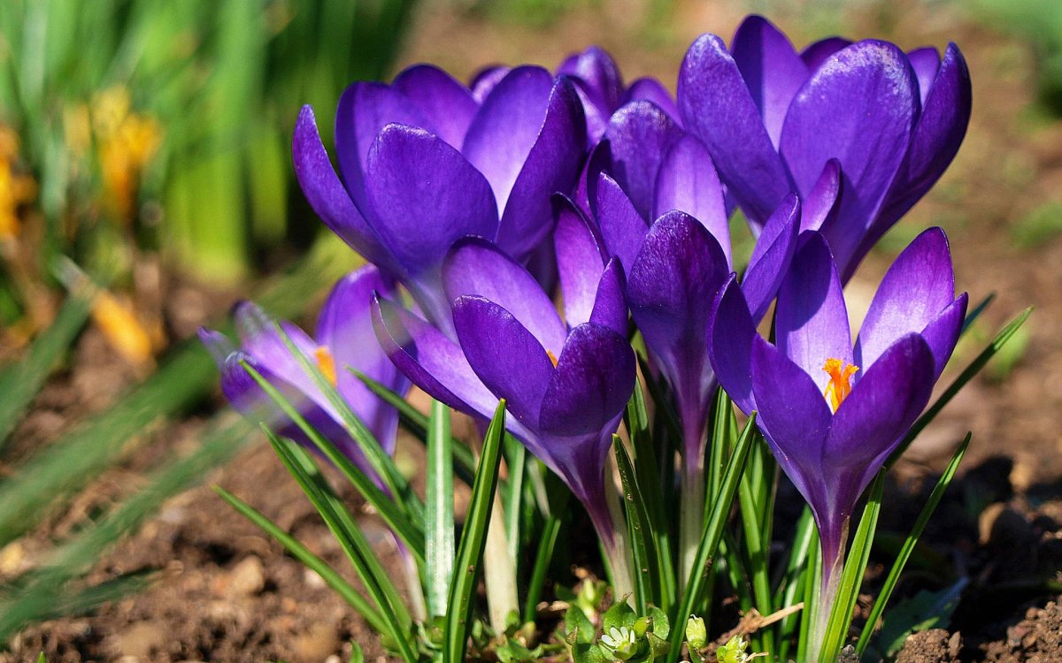 Крокус милые картинки