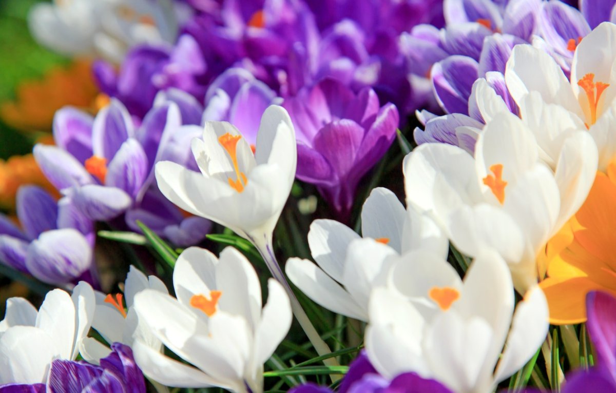 Весенняя Поляна с цветами