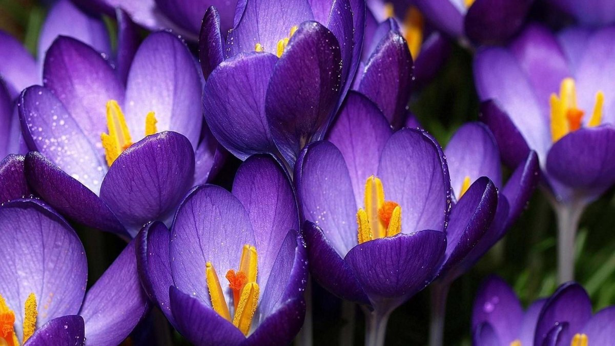 Доброе утро крокусы