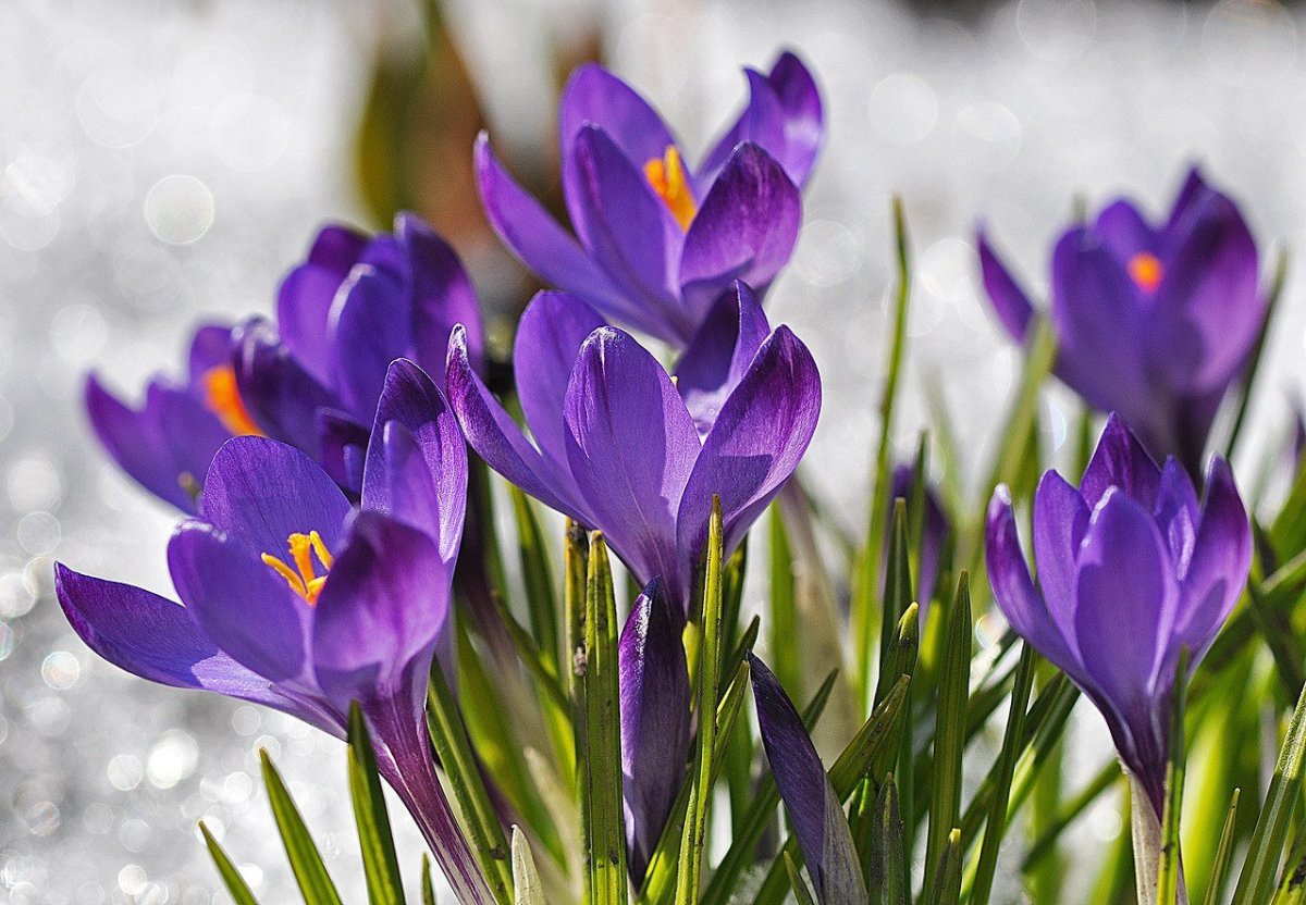 Первоцветы крокусы в лесу