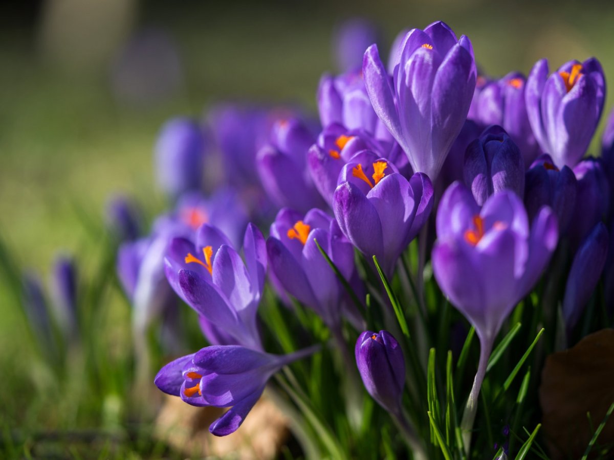 Крокусы пестрые