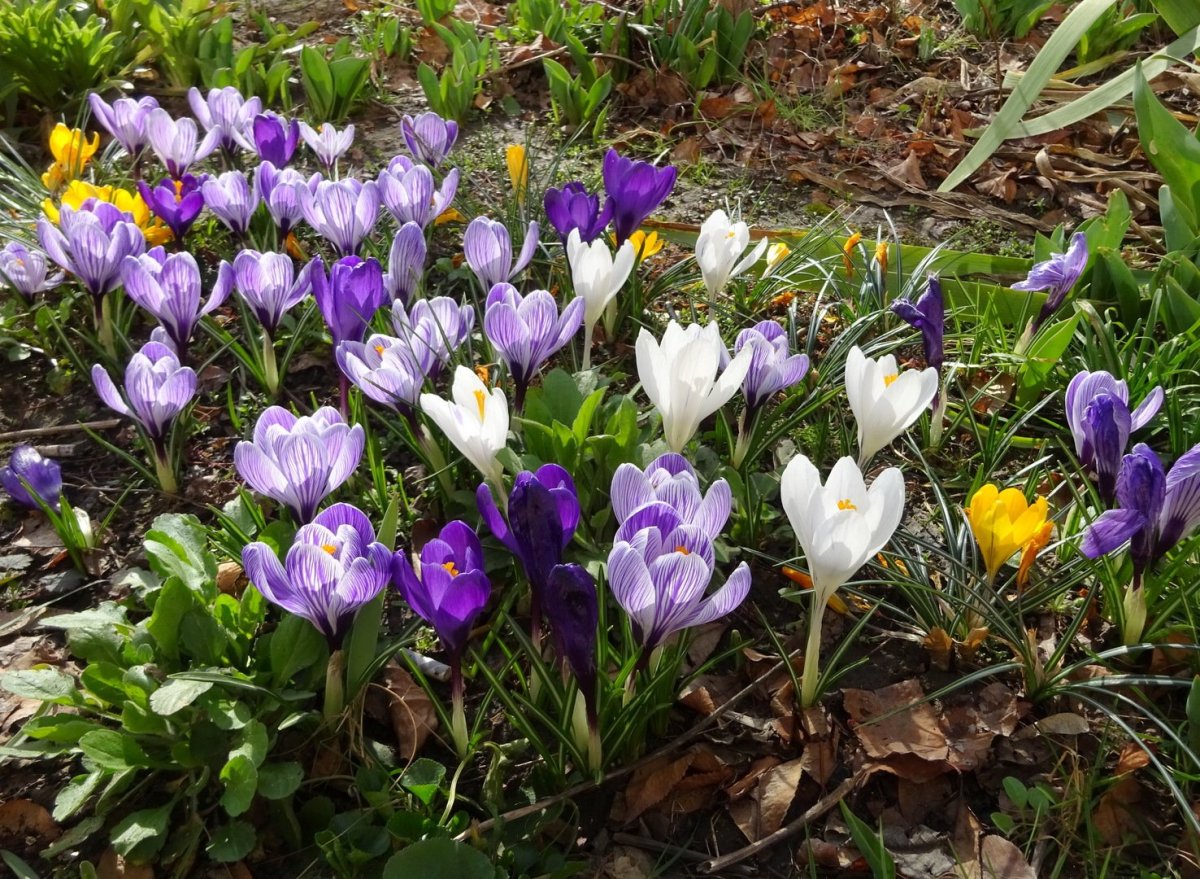 Крокус Гранд Мэтр