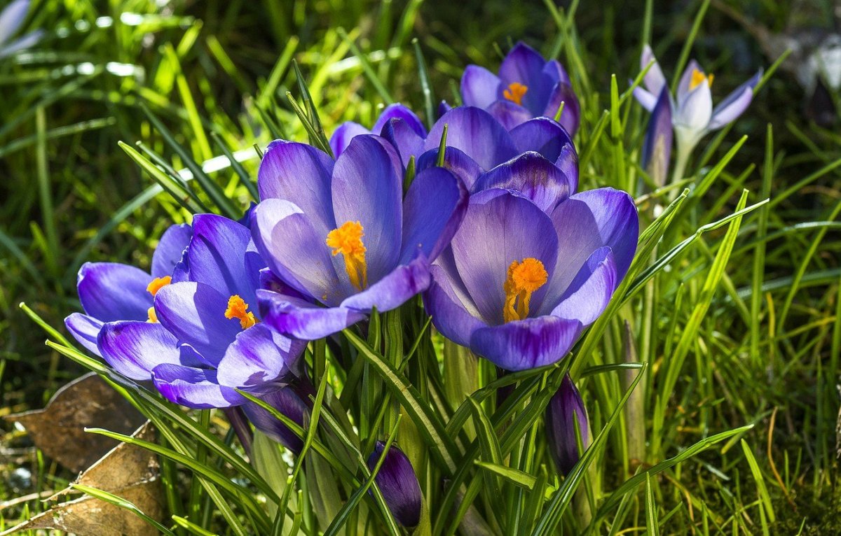 Крокус цветок