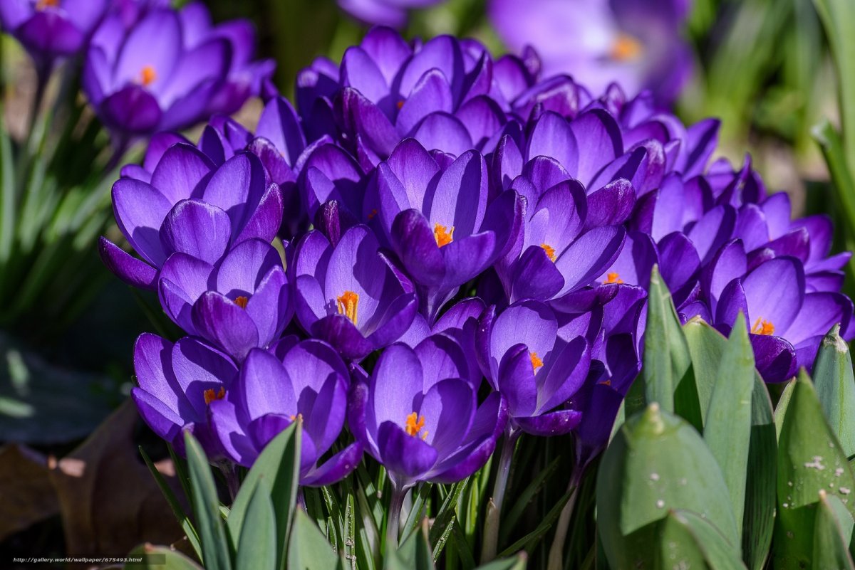 Апрель цветы