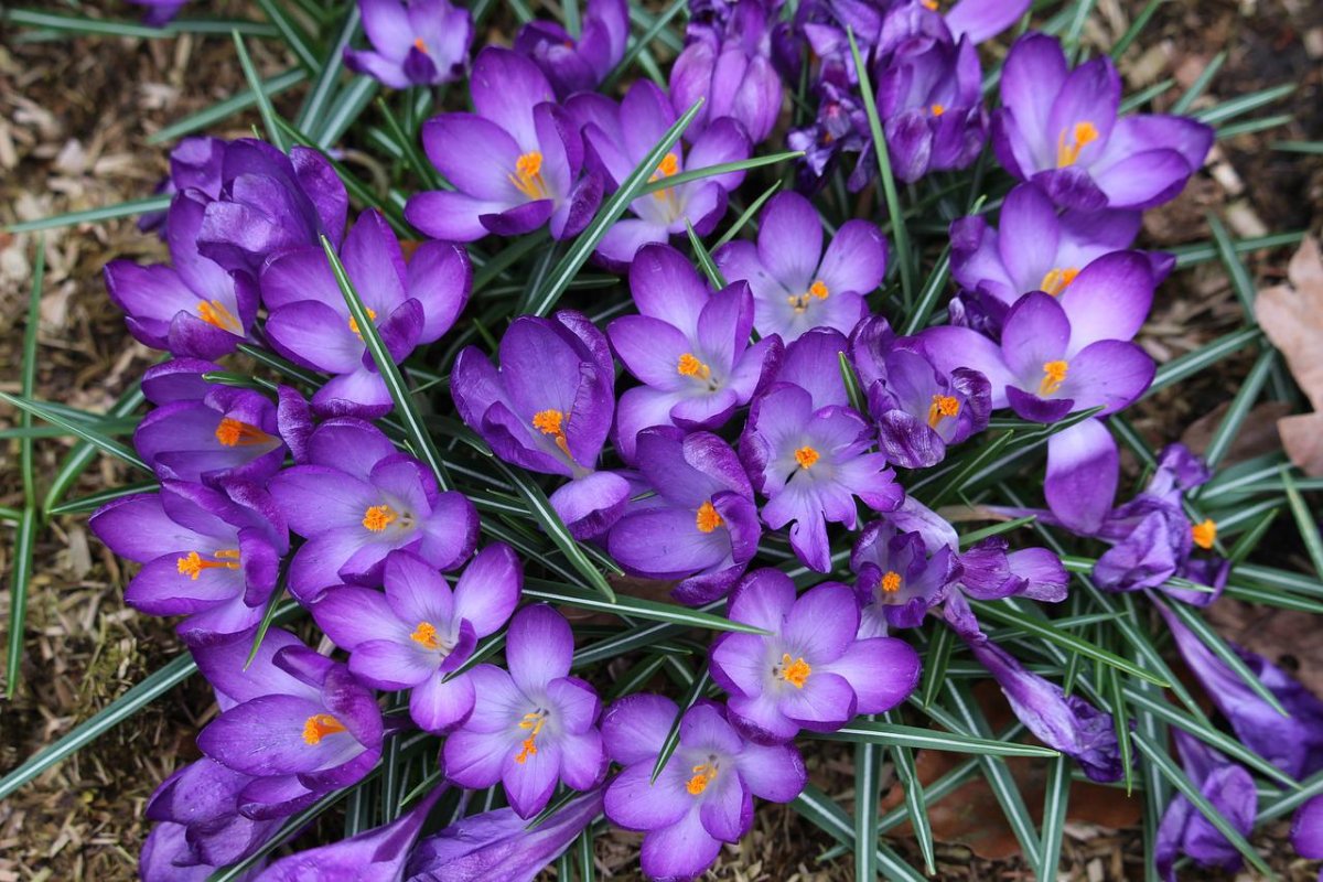 Крокус grootbloemig