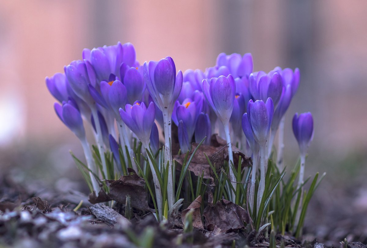 Крокус фиолетовый