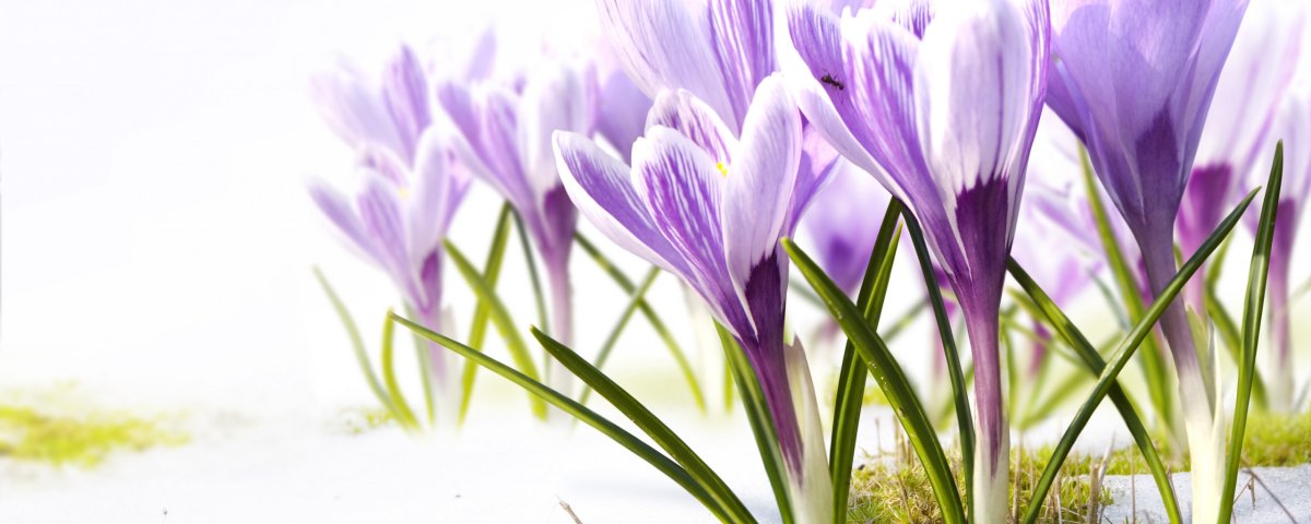 Крокусы ранней весной