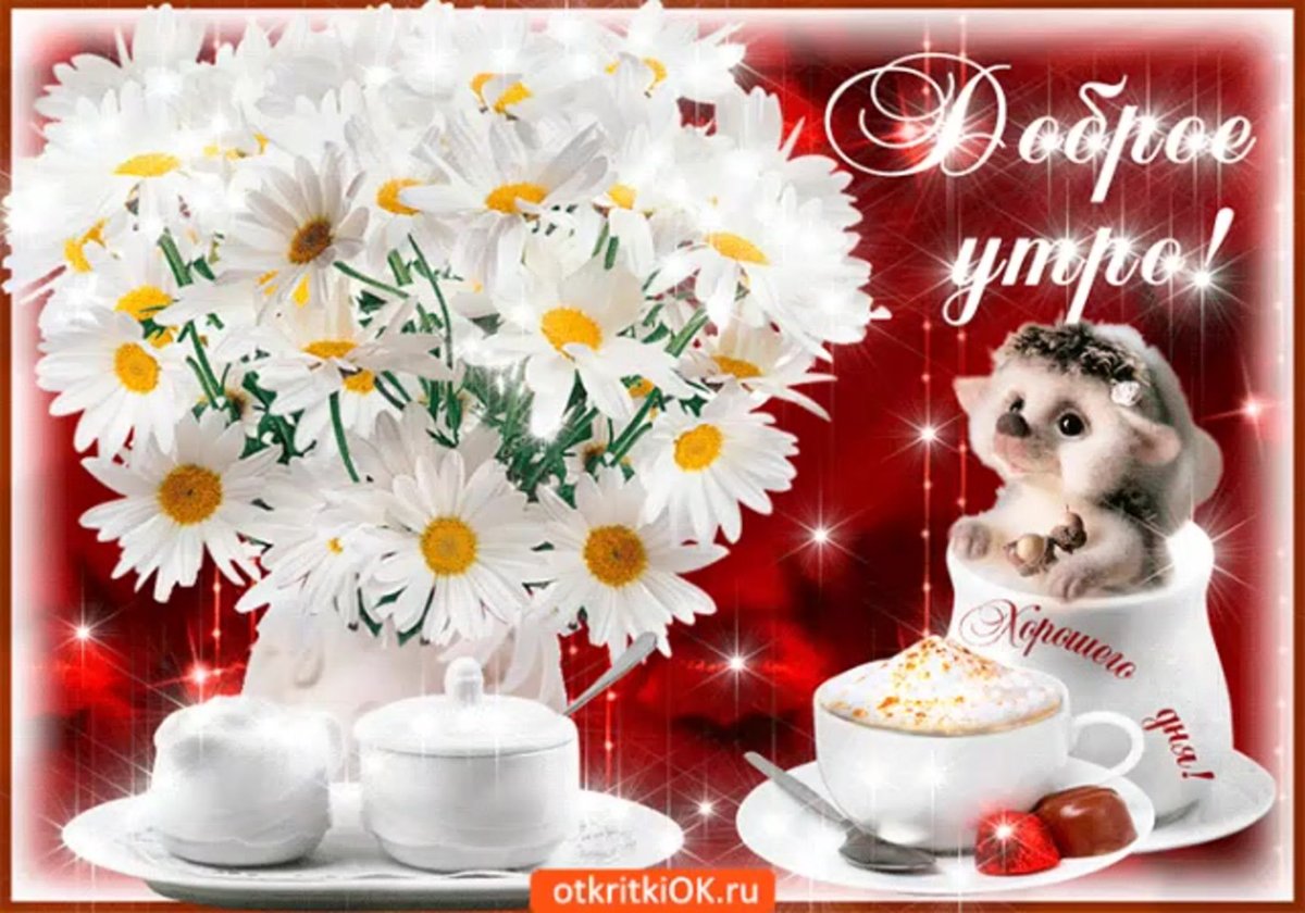 Красивые ромашки с добрым утром