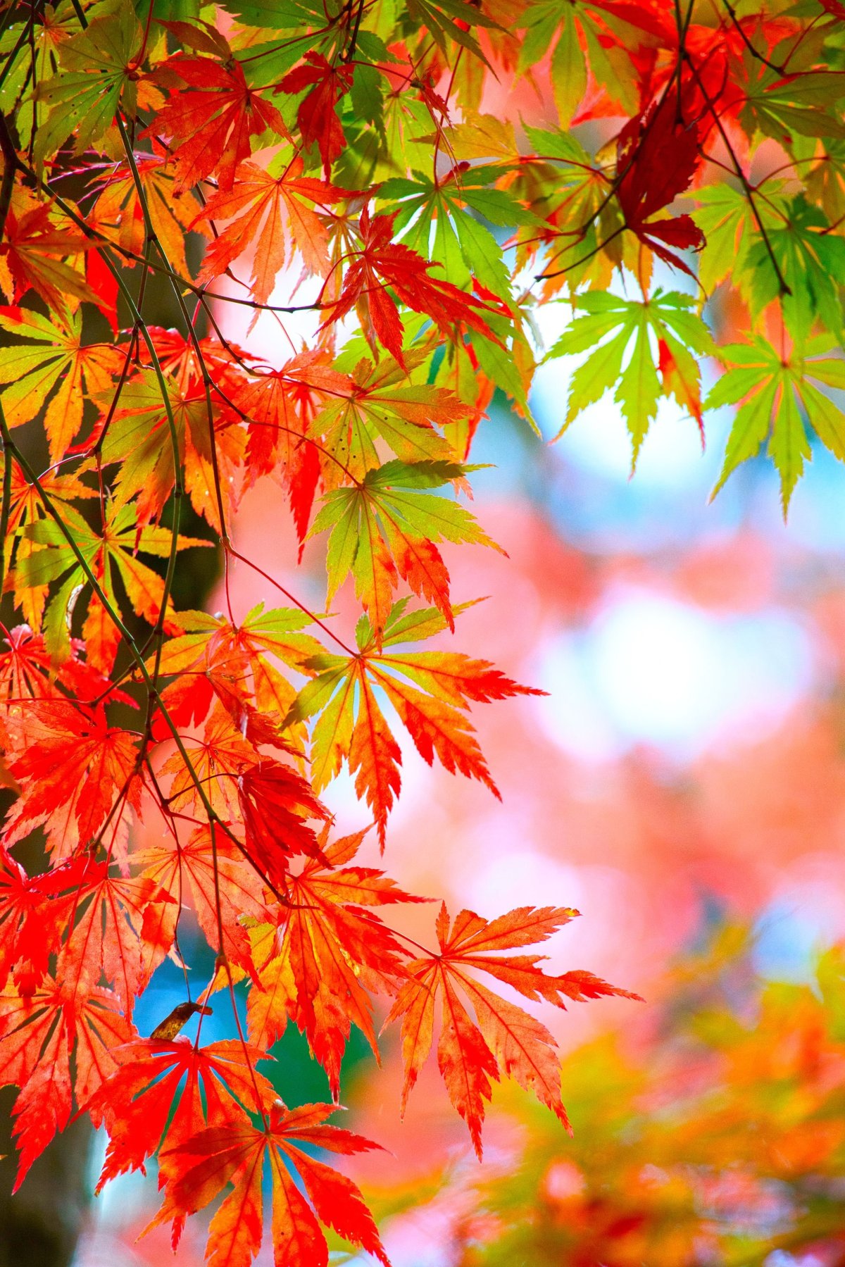 Осенний пейзаж вертикальный