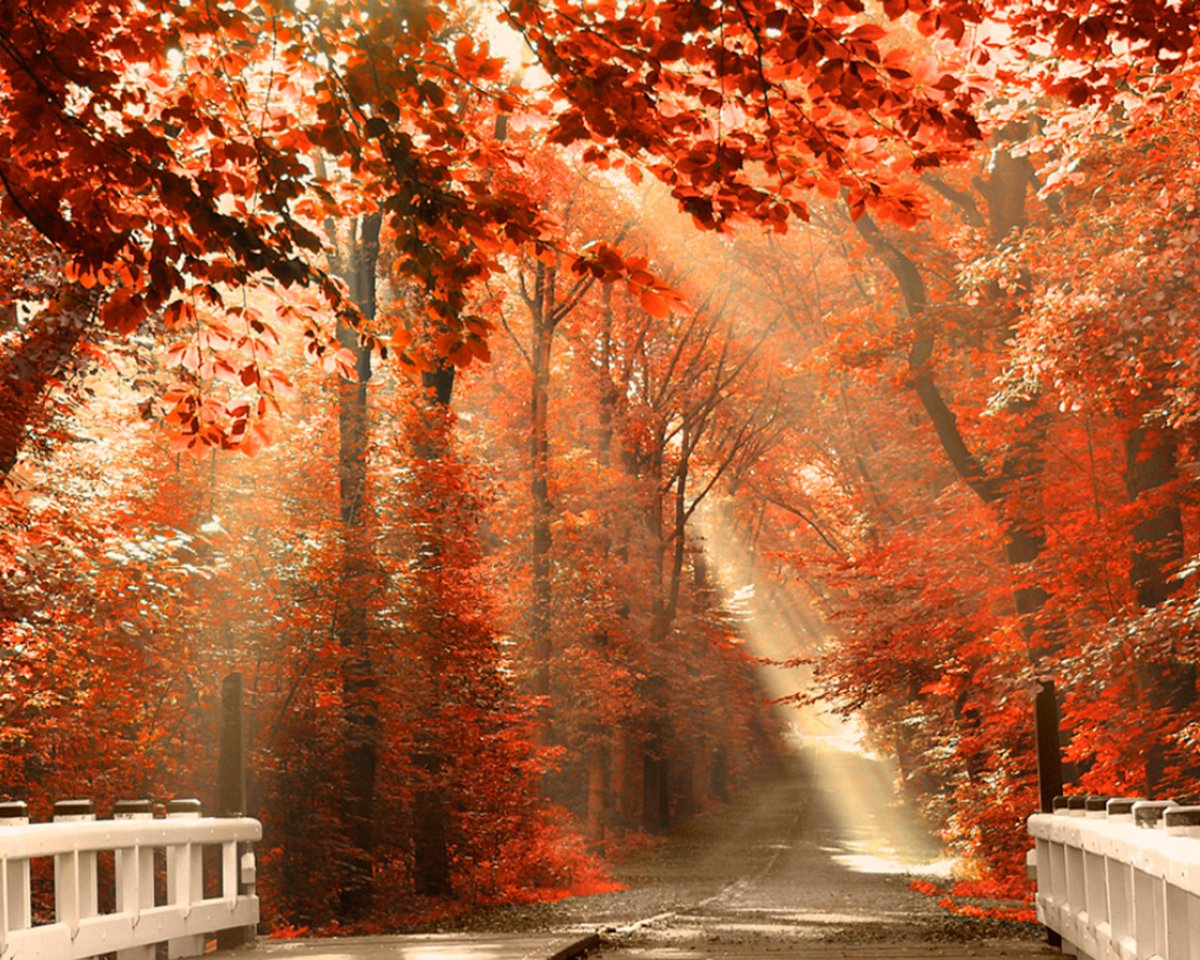 Пришла Золотая осень