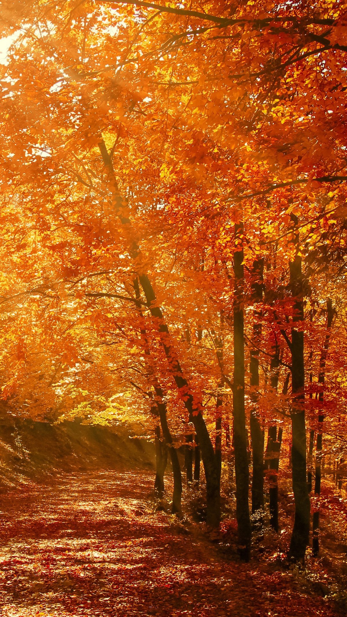 Природа осенью