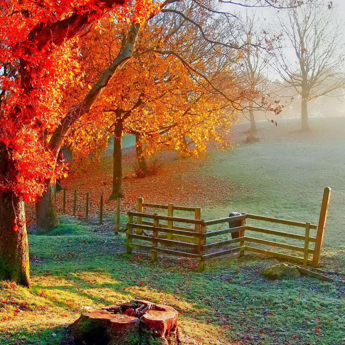 Осенний фон