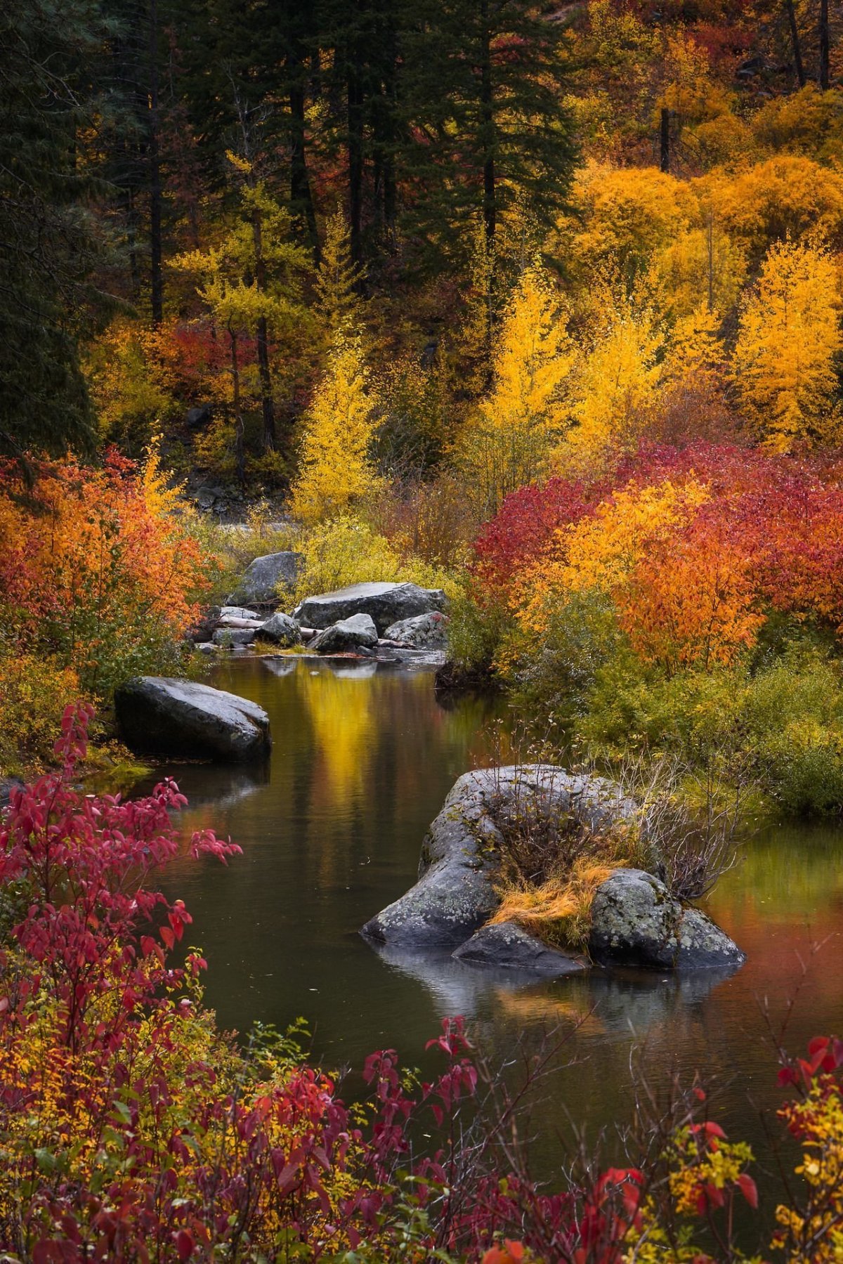 Осень отражение в воде