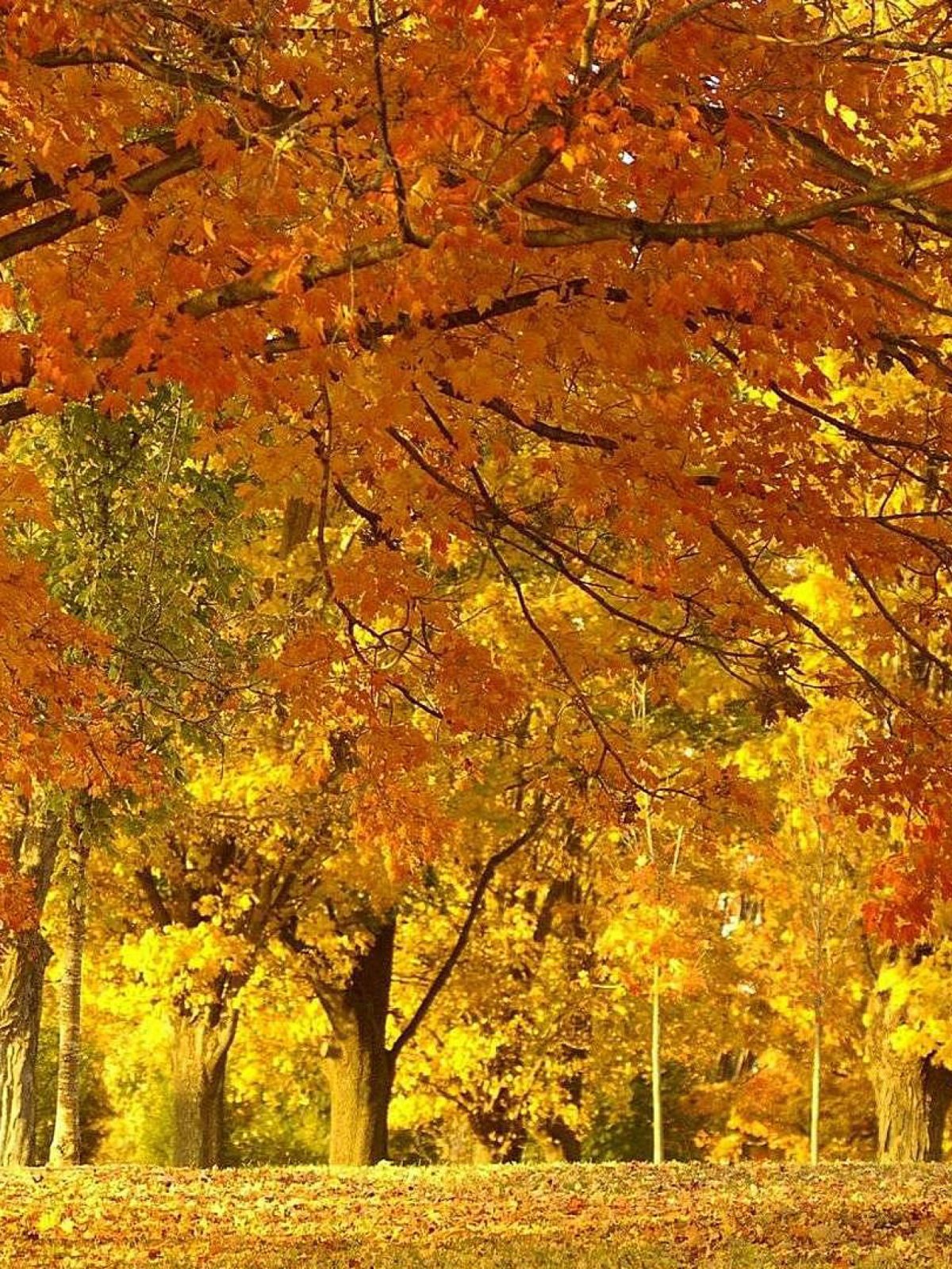 Природа осень