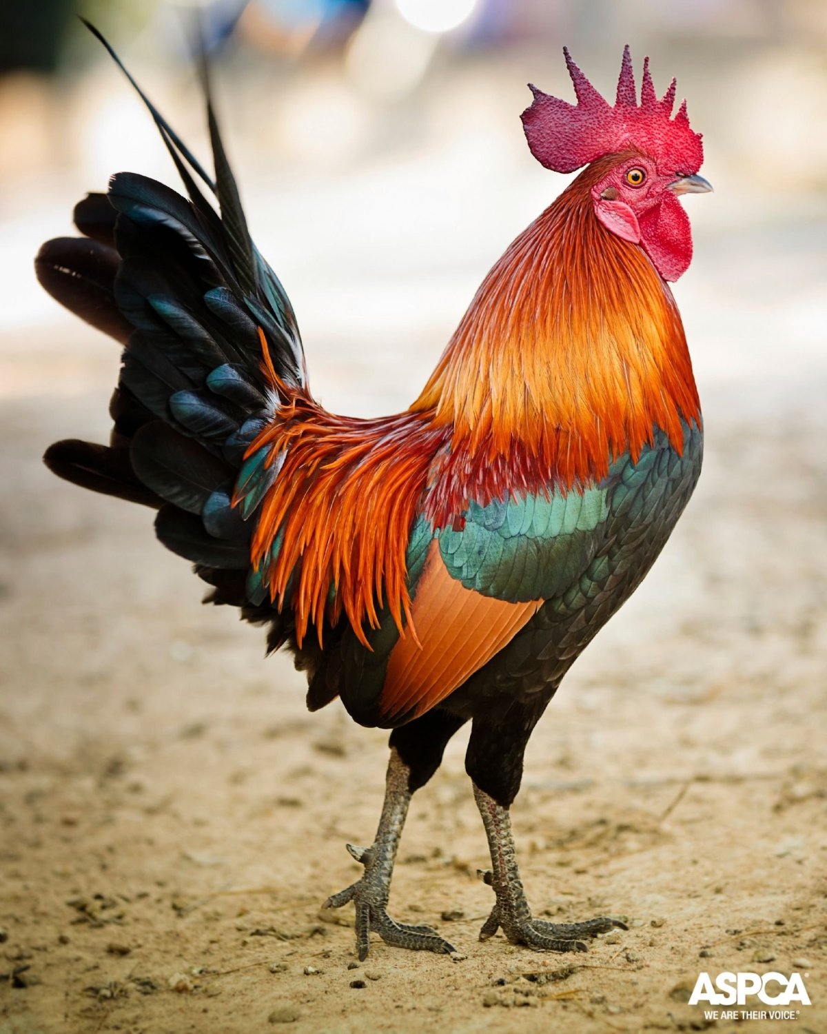 Пестрый петух