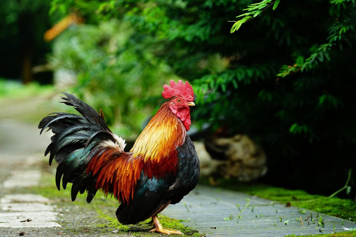 Яркий петух