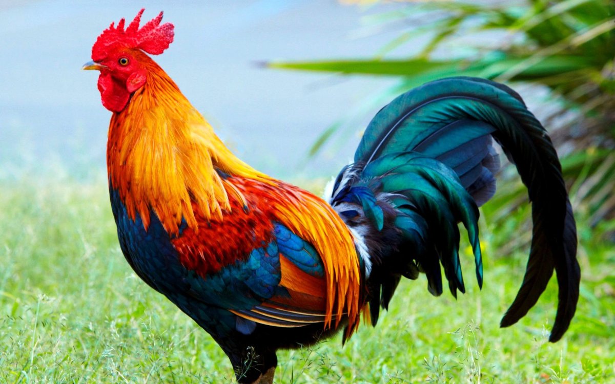 Петушиный хвост