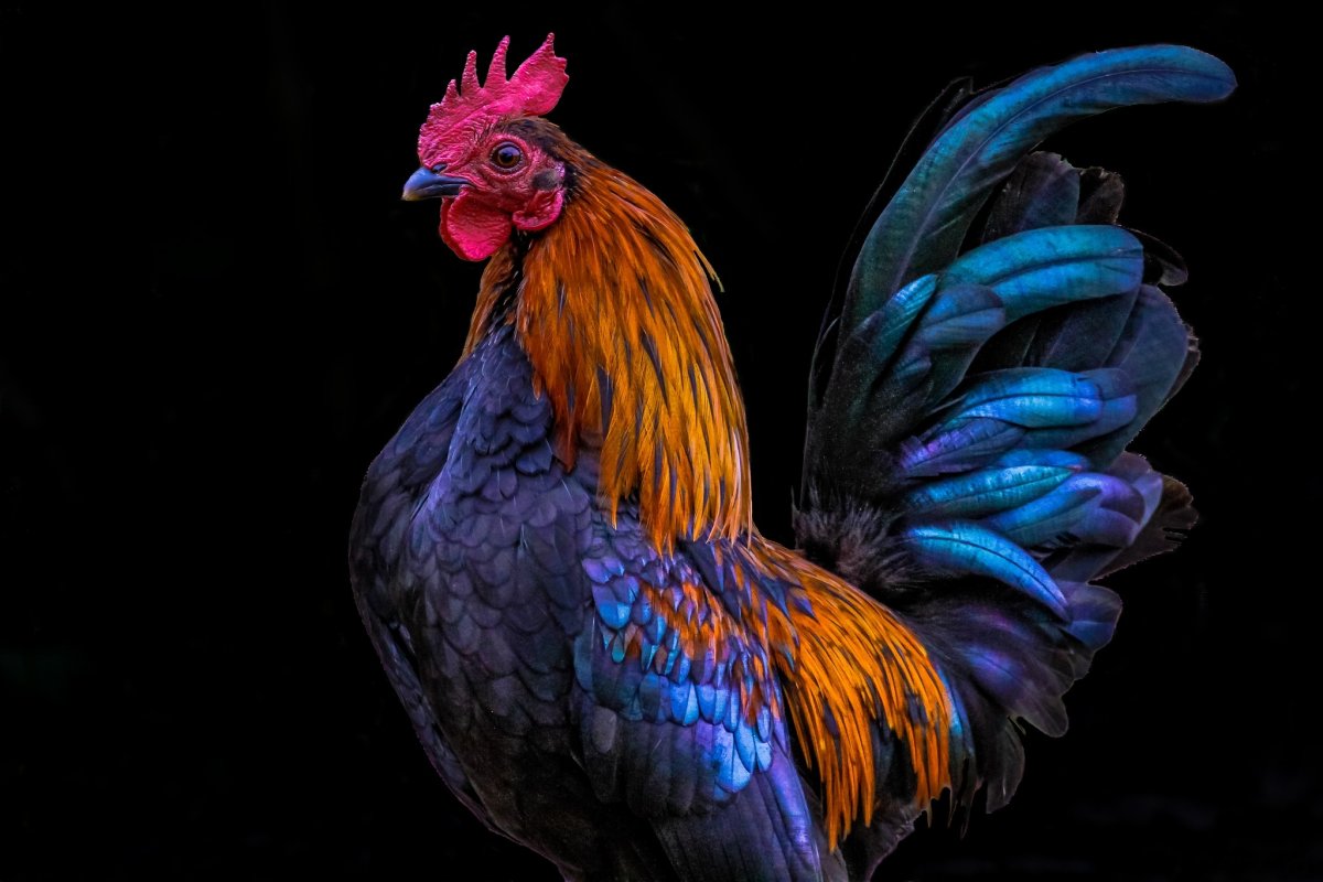 Красивый петух