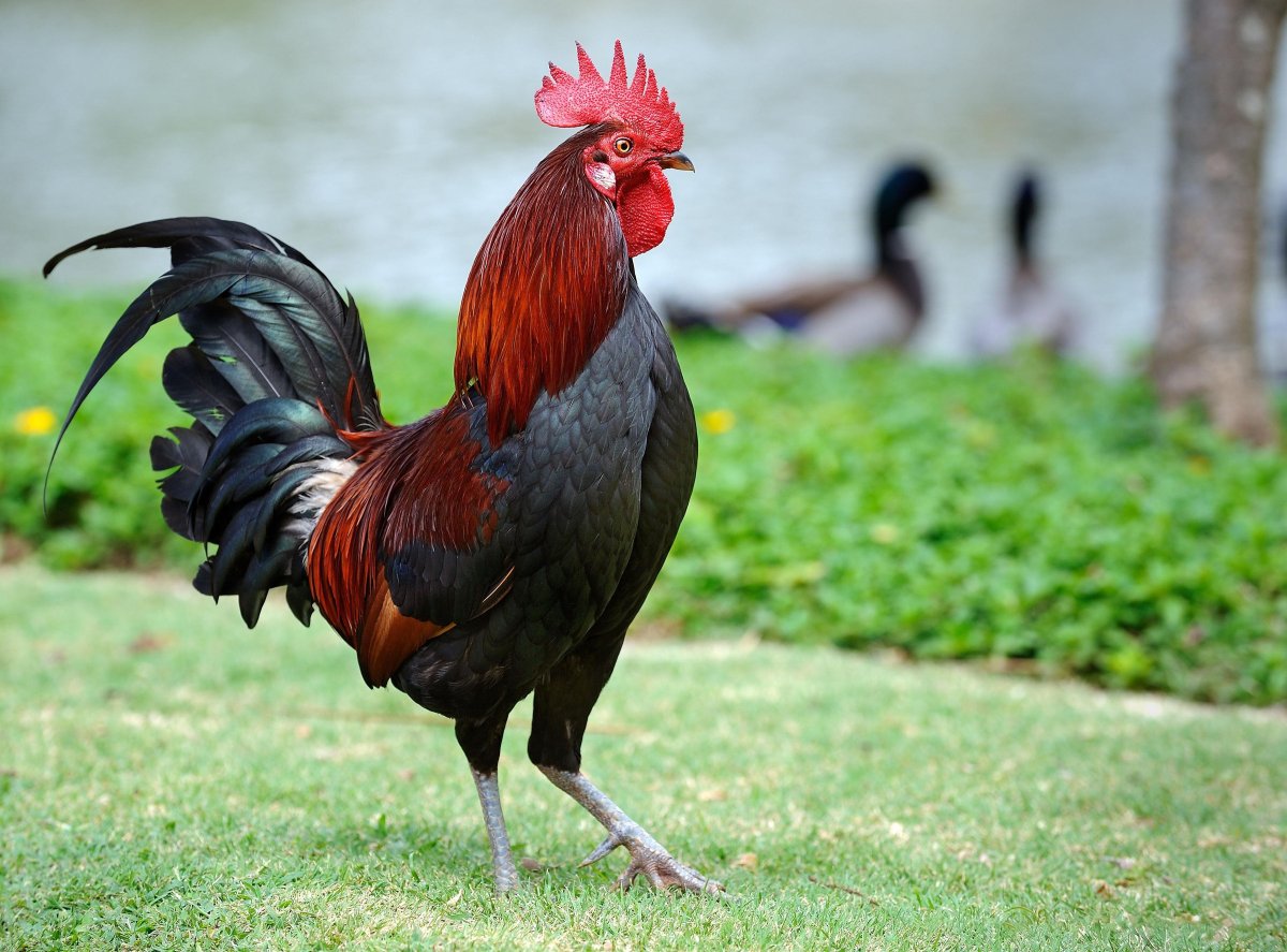 Петух (птица)