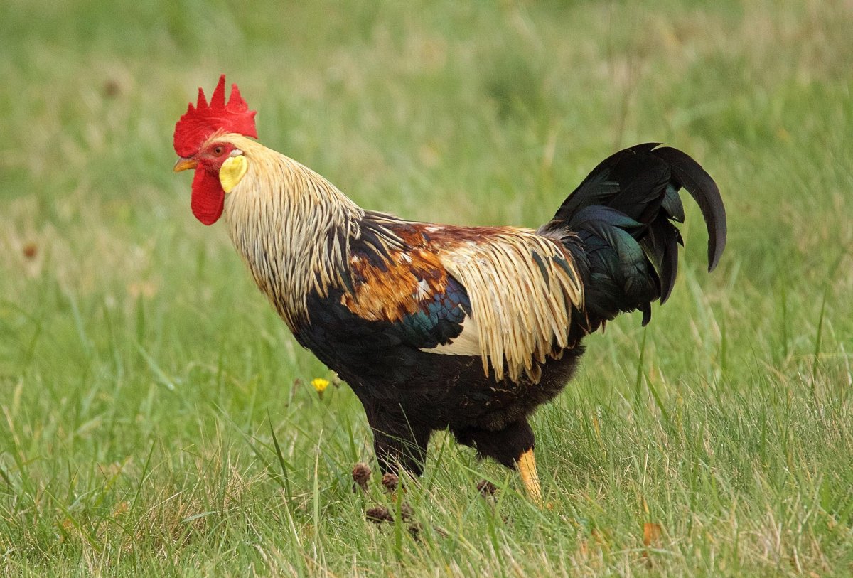 Пестрый петух