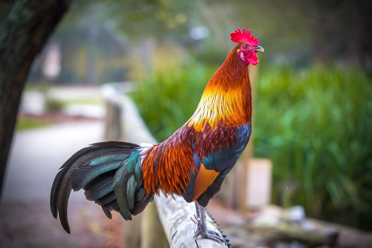 Красивый петушок