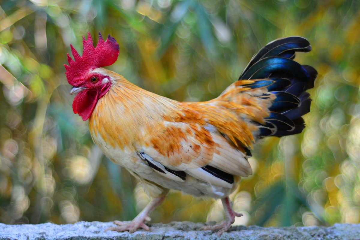 Пестрый петух