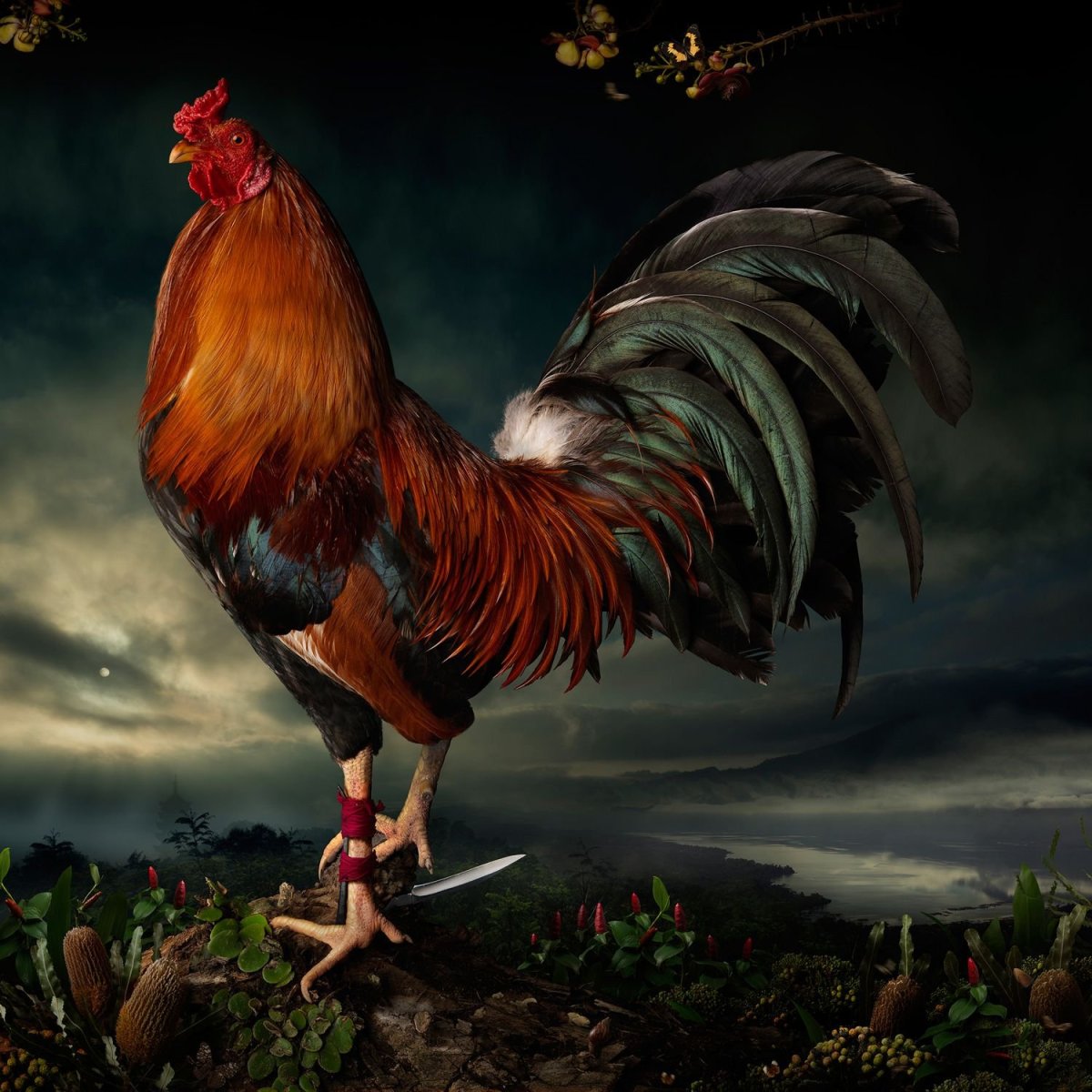 Петух Феникс