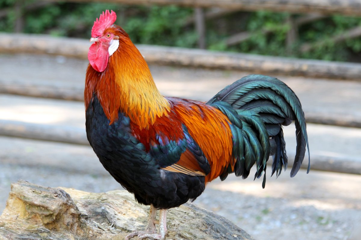 Петух Гамбургский