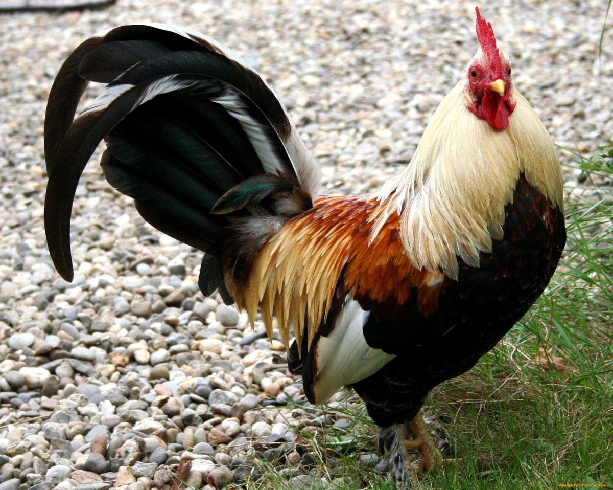 Пекинская бентамка