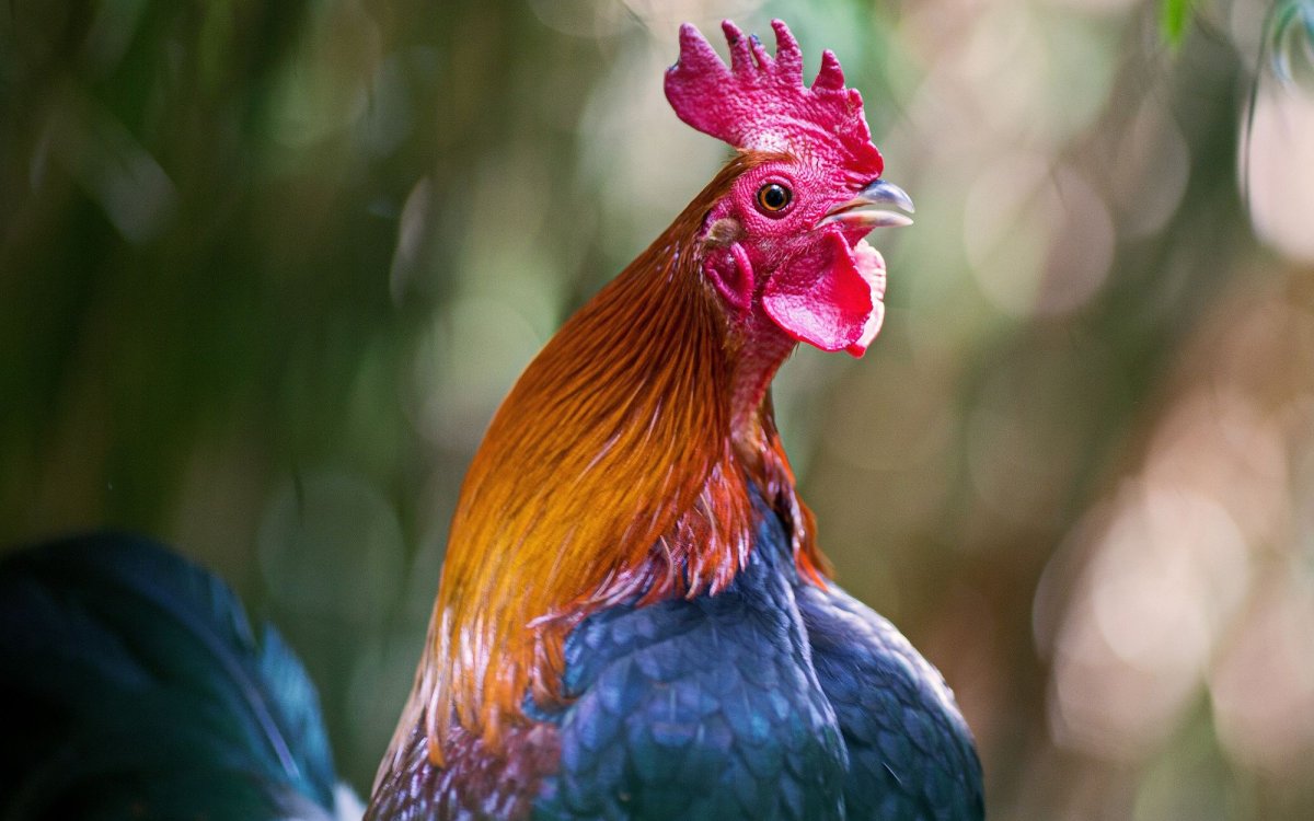 Пестрый петух