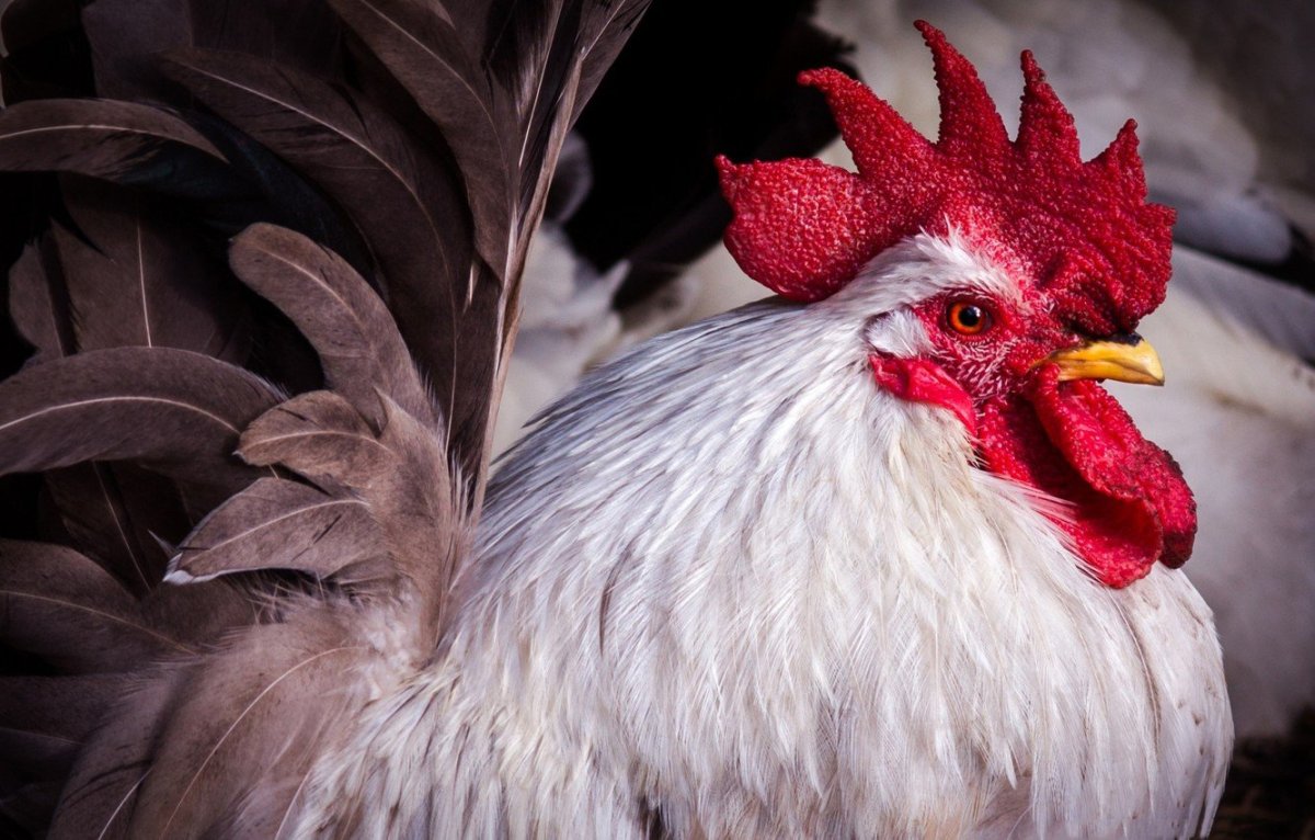 Петух картина