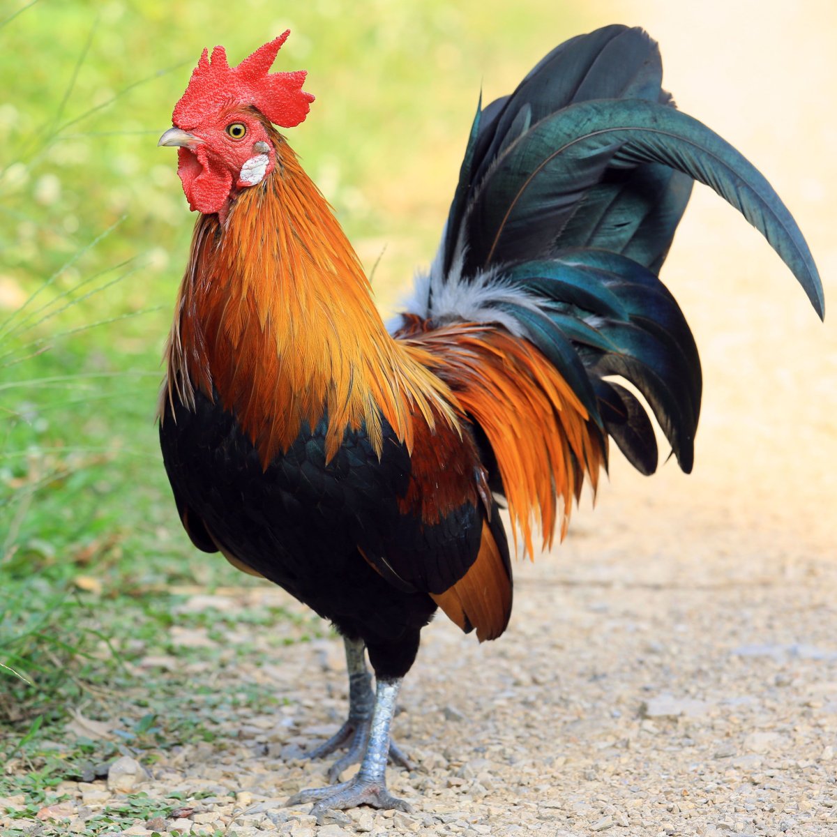 Гибискус Bantam Rooster