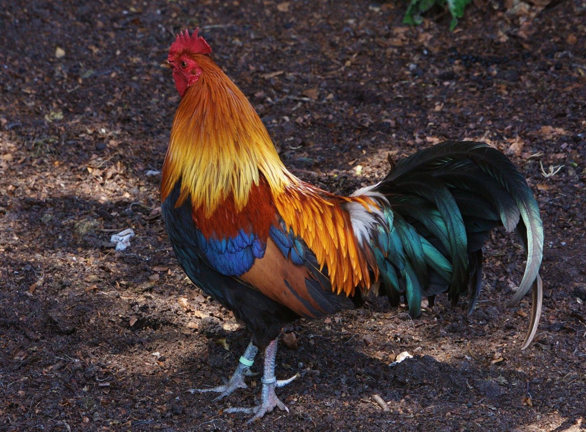 Карликовый петушок