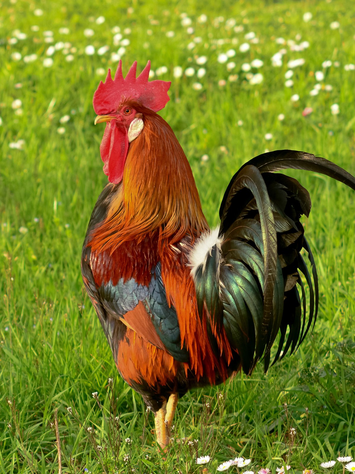 Цветные куры