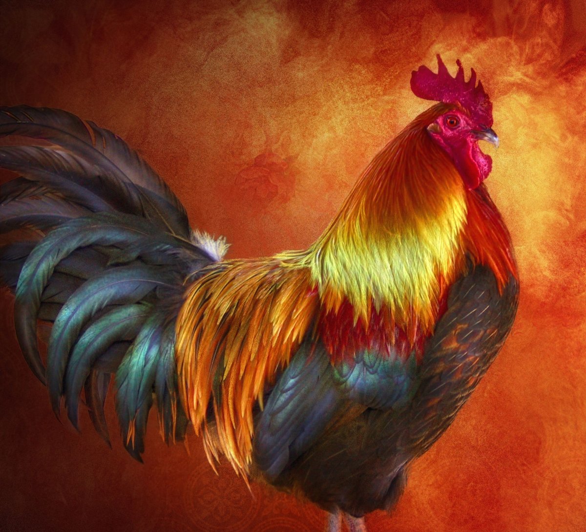 Петух на заставку