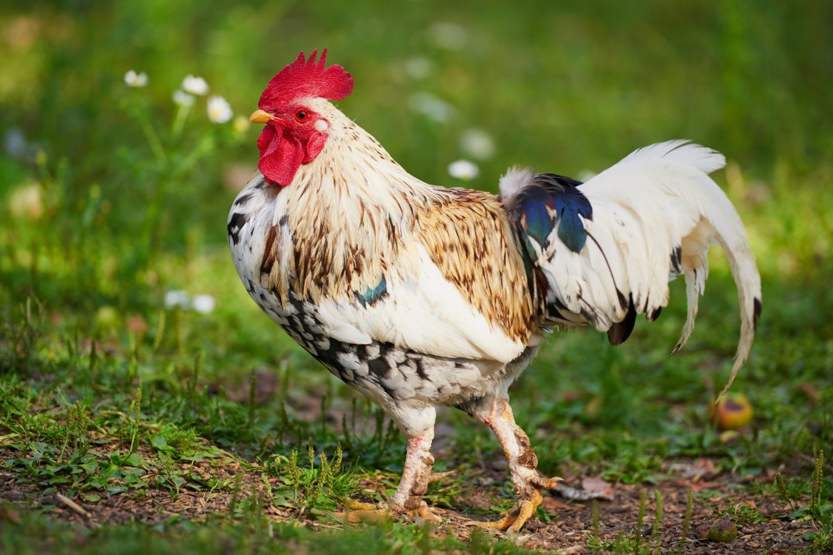 Куры Аям Кетава