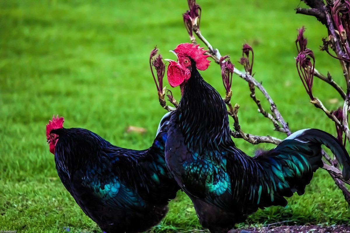 Клюв петуха