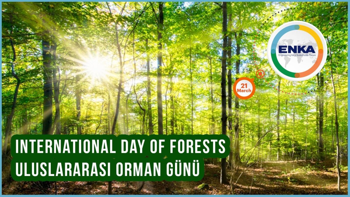 Сосна в руке