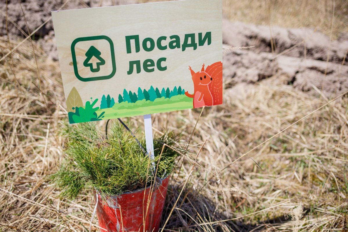 Сбор макулатуры бумажный бум